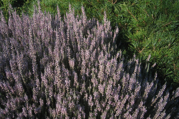Silver Knight Scotch Heather